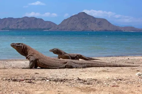 Two Komodo dragons resting on a sandy beach beside the turquoise sea.