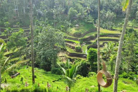 Green Bali rice terraces and a jungle swing surrounded by tropical palm trees
