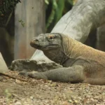 Bali Safari Dragon Package at Bali Safari Marine Park