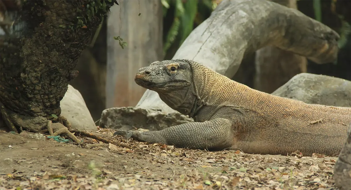 Komodo dragon featured in the Bali Safari Dragon Package at Bali Safari Marine Park
