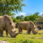 Bali Safari Rhino Package