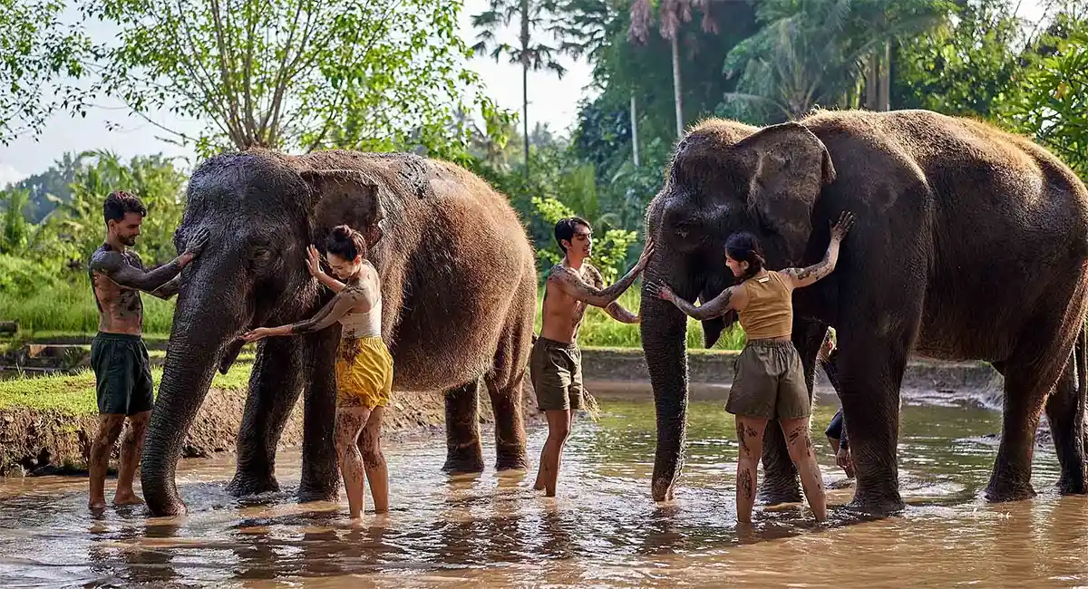 Tourists enjoying a mud bathing experience with elephants at Bali Zoo